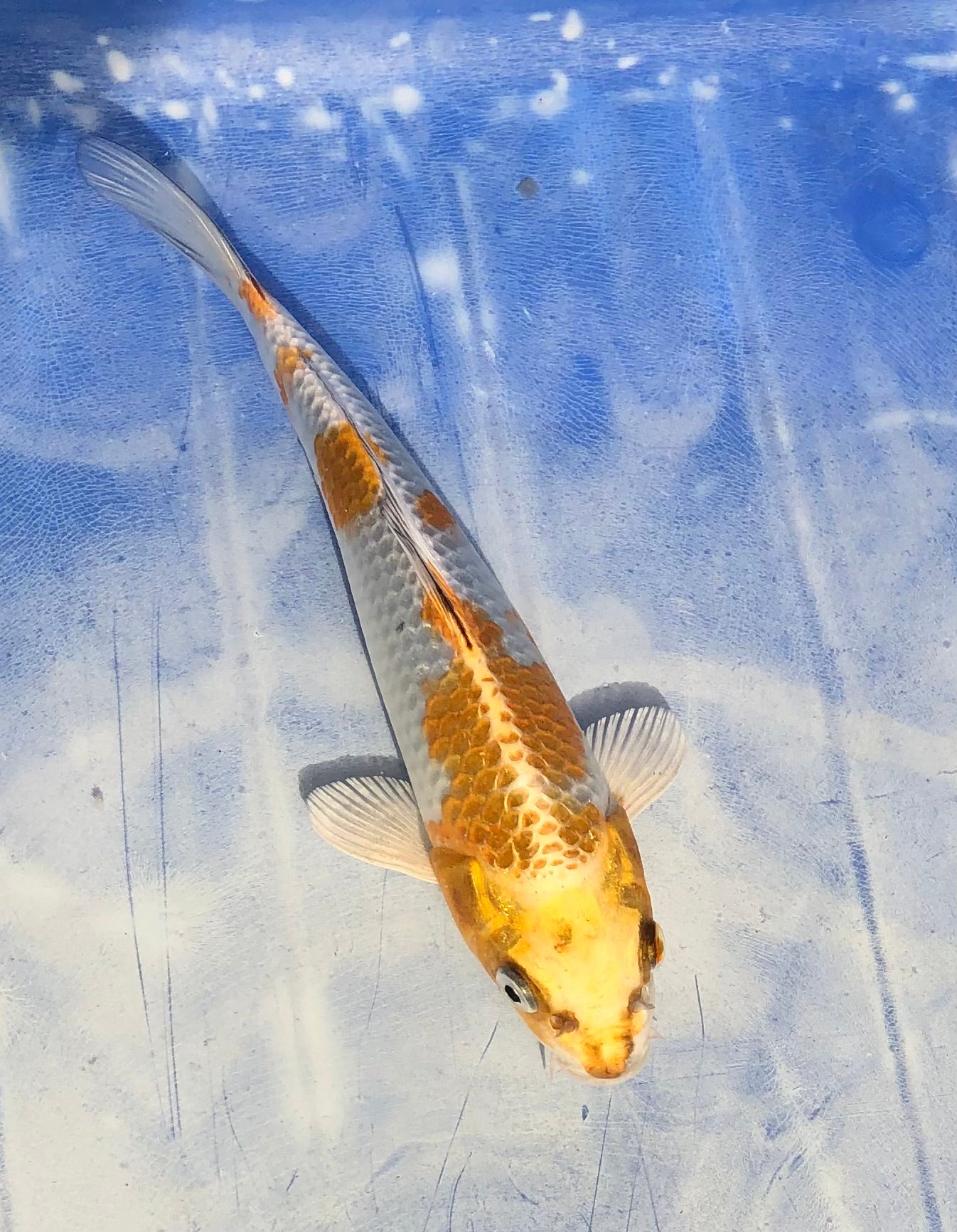 Kiring tateshita