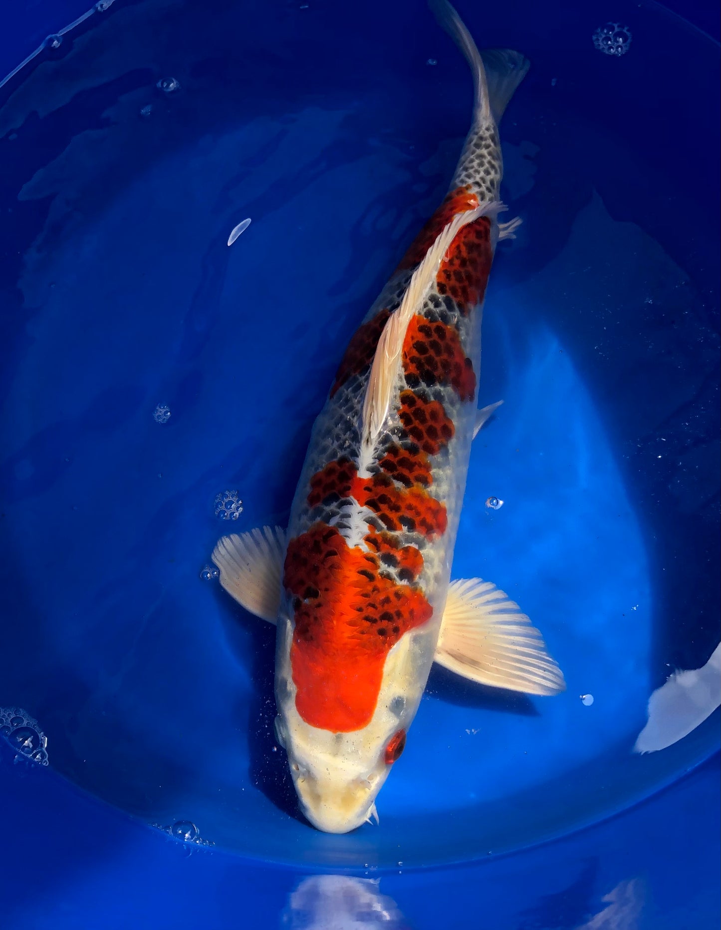 Red kujaku nisai