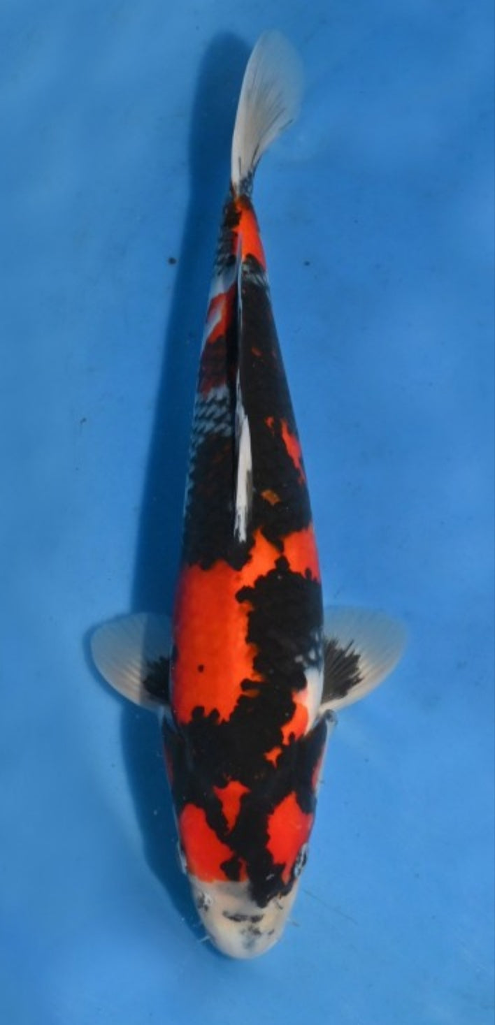 Nisai showa marusei