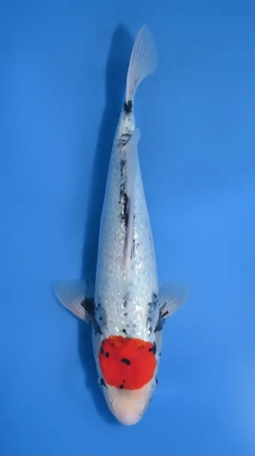 HQ Ginrin tancho showa