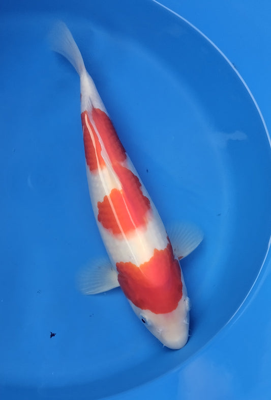 Kohaku