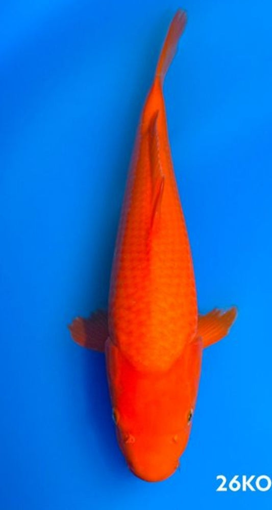 Benigoi