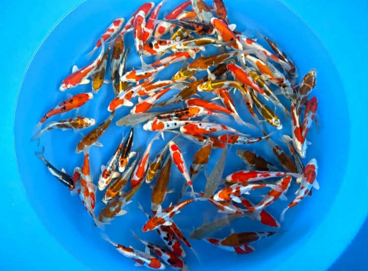 Tateshita tosai kase 15 18 cm