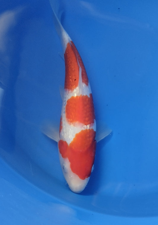 Ginrin kohaku
