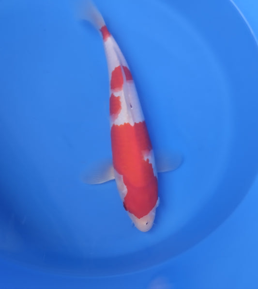 Kohaku