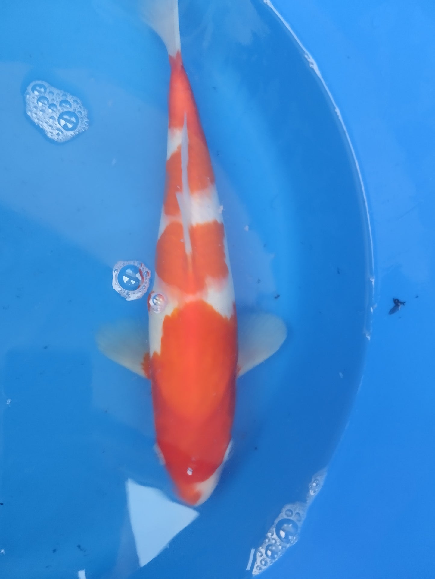 Nisai kohaku ogata x Sakai