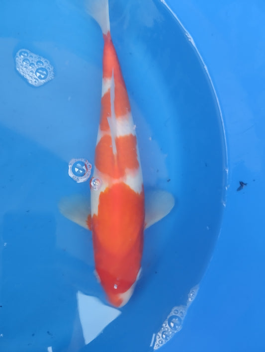 Nisai kohaku ogata x Sakai
