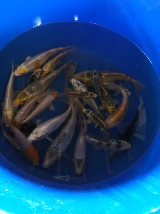 Mix de 20 koi