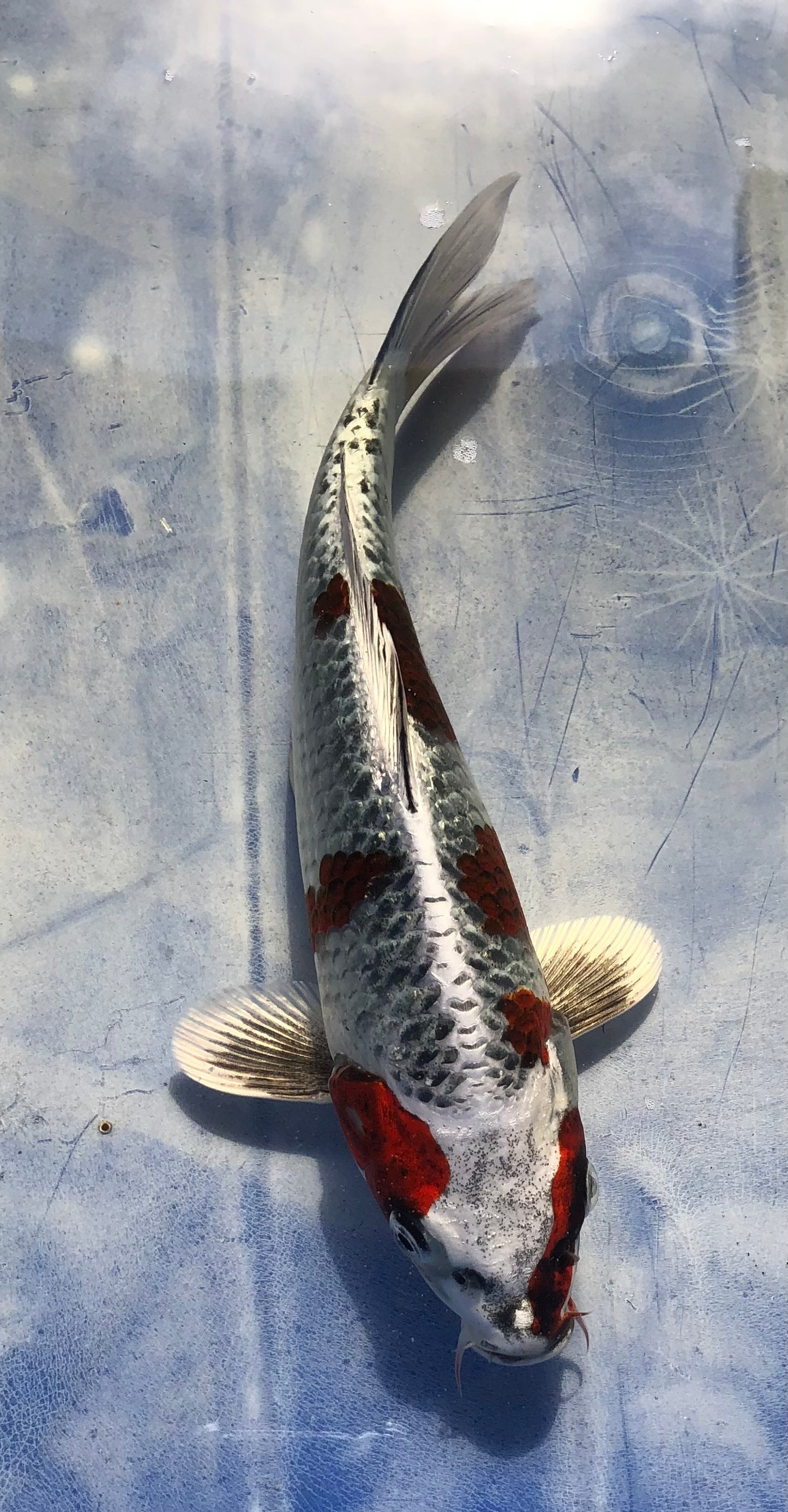 Goromo goshiki tateshita