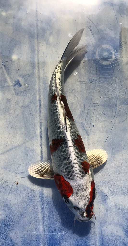 Goromo goshiki tateshita