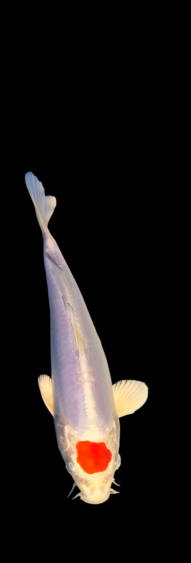 Tateshita tancho kikushui