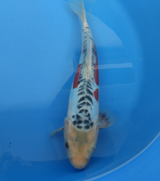 Jumbo tosai sushui tateshita
