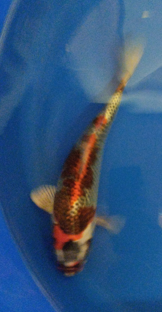Nisai kujaku Takahashi