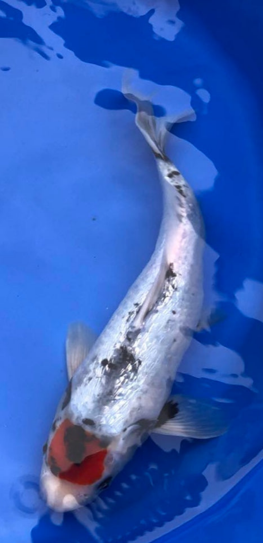 HQ Ginrin tancho showa