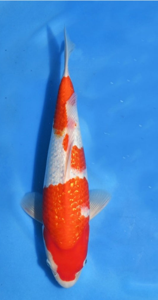 Ginrin kohaku koda
