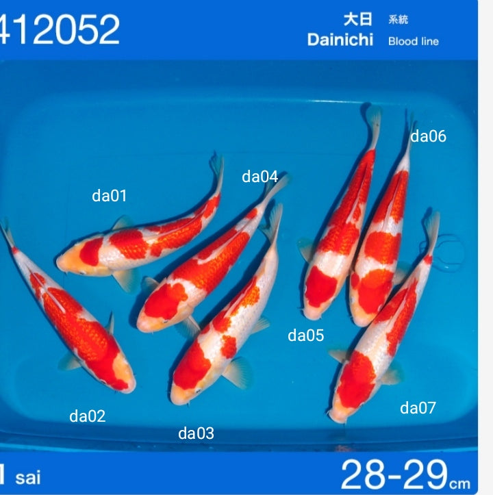 Ginrin kohaku ogata x dainichi