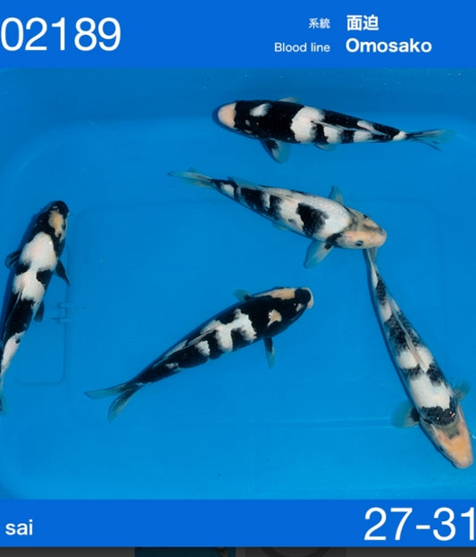 Jumbo tosai tateshita ogata omosako shiro utsuri