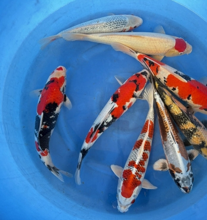 Nisai maruhiro