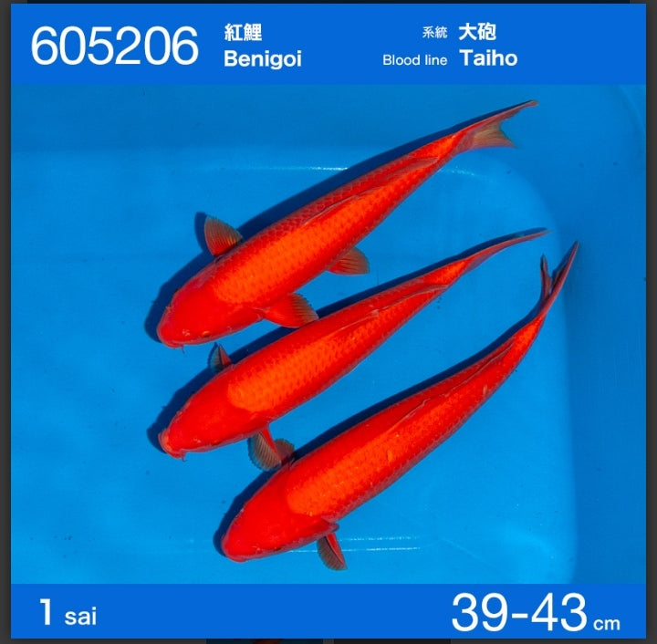 Jumbo tosai benigoi taiho x ogata