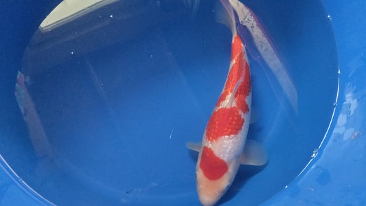 Ginrin kohaku dainichi jumbo tosai tateshita