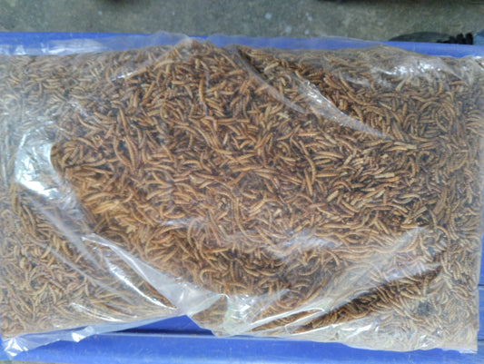 Vers de farine 5 kg friandises koi complément