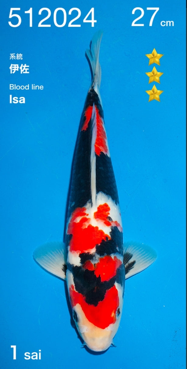 Vhq ogata x isa showa