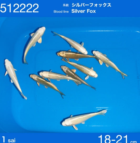 Kabuto lignée sylver fox