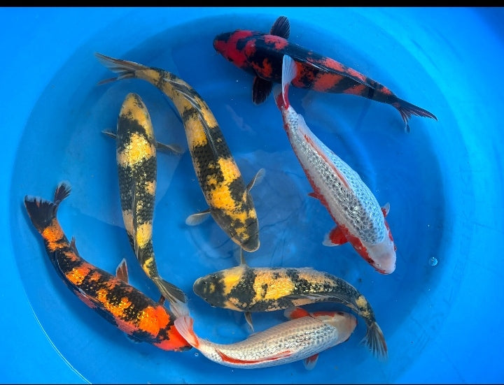 Nisai hi utsuri ki utsuri asagi