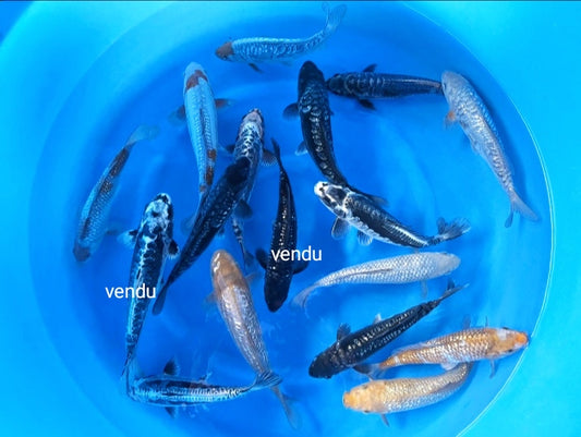 Jumbo tosai tateshita aragote