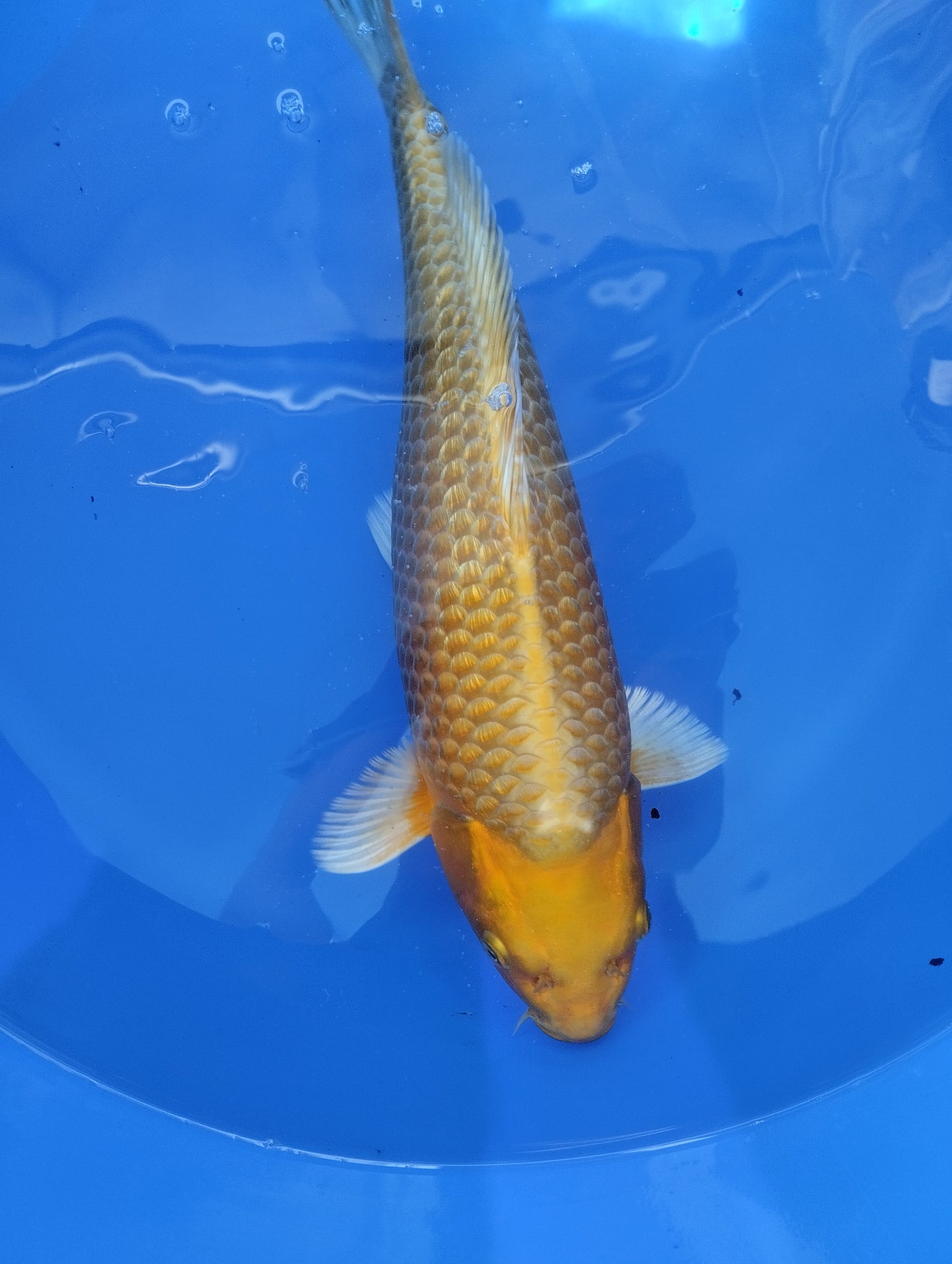 Yamabuki izumya