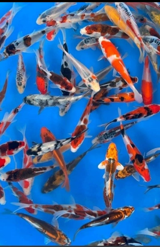 Tosai otsuka 10 12 cm