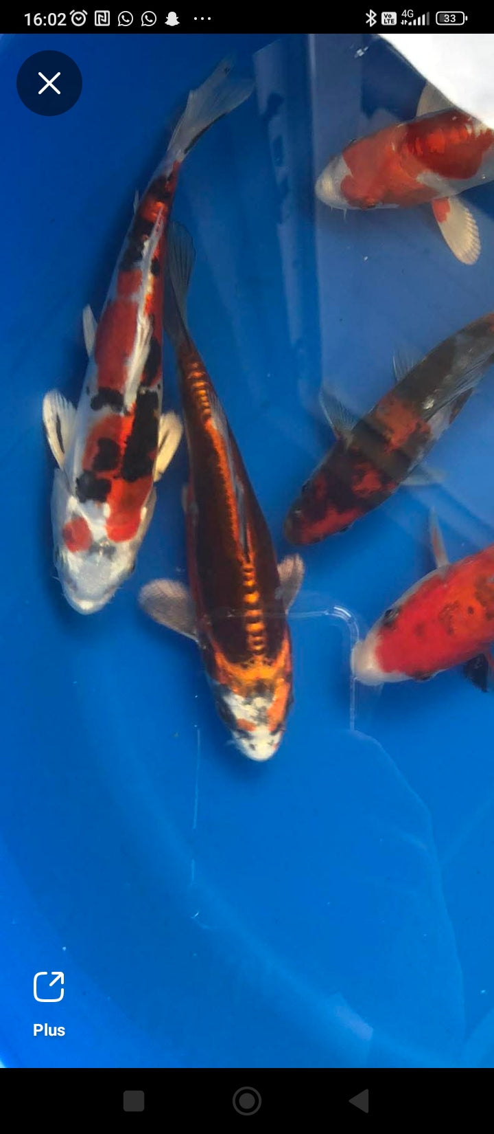 Tateshita tosai kase 15 18 cm