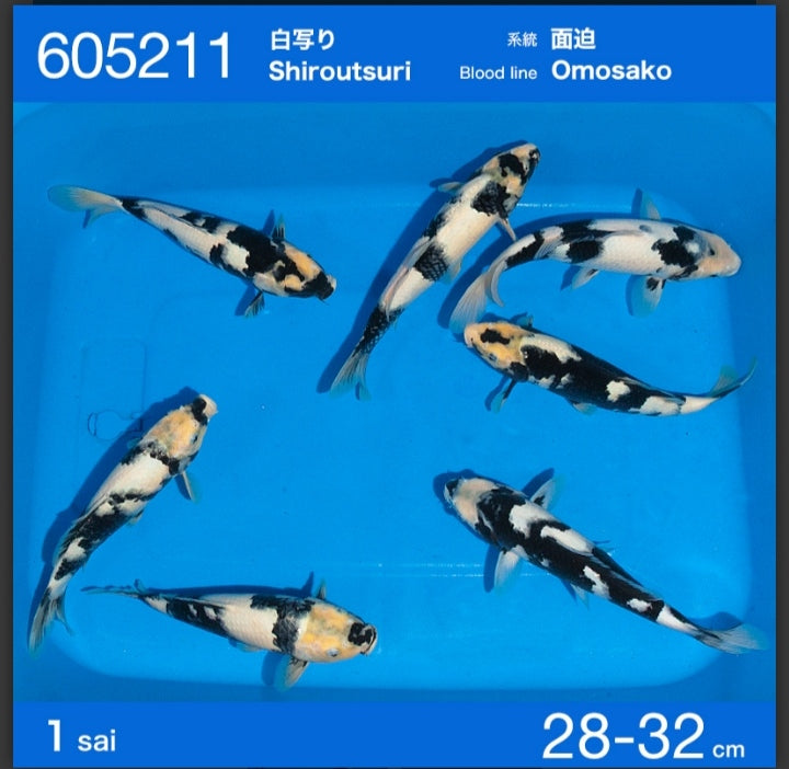Jumbo tosai shiro utsuri ogata x omosako