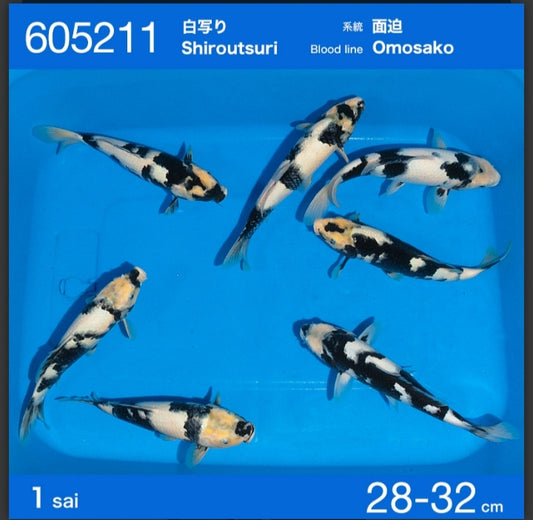 Jumbo tosai shiro utsuri ogata x omosako
