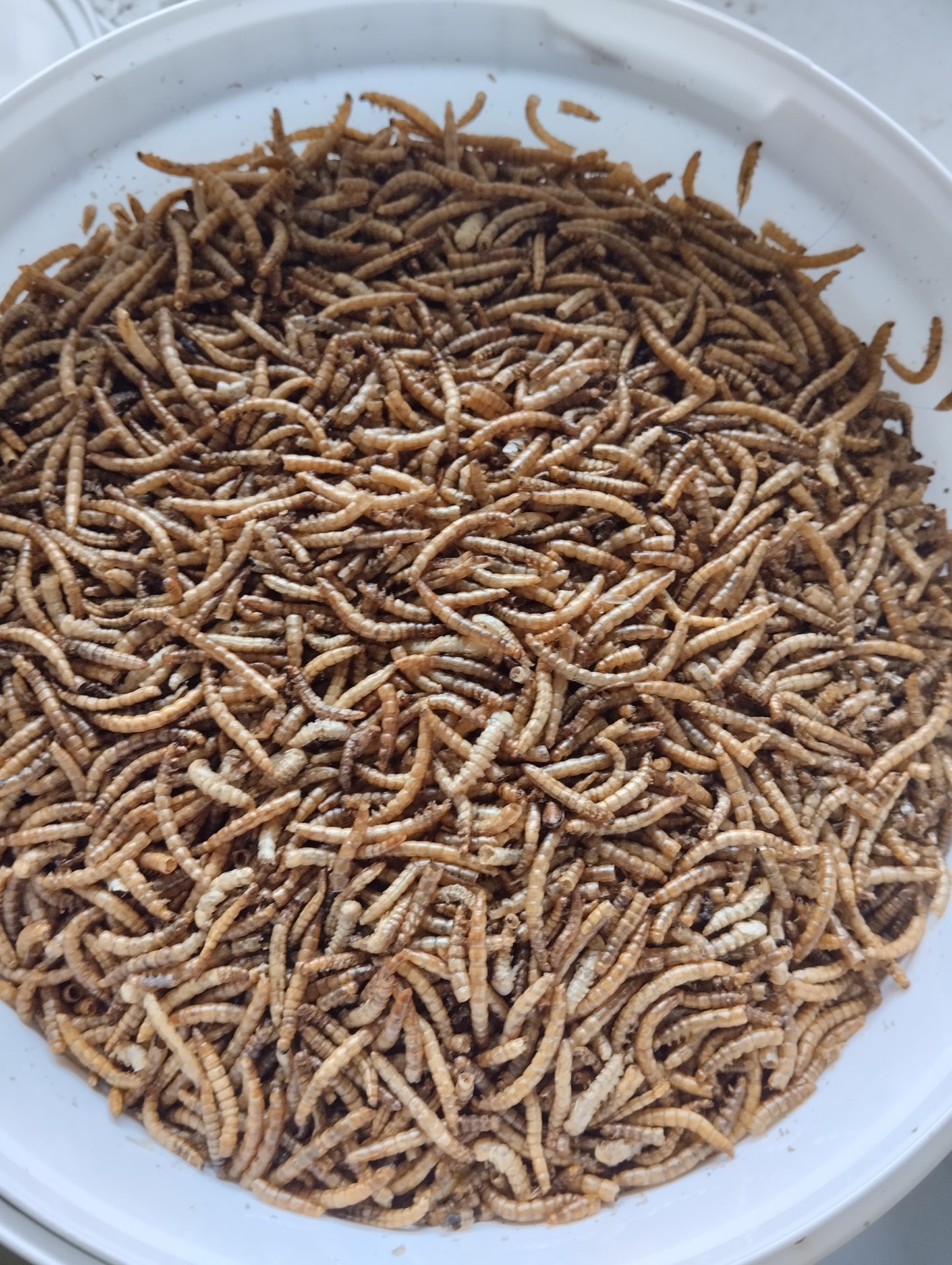 1 kg de vers de farine friandises koi