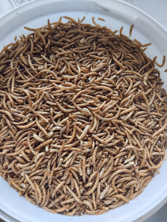 1 kg de vers de farine friandises koi
