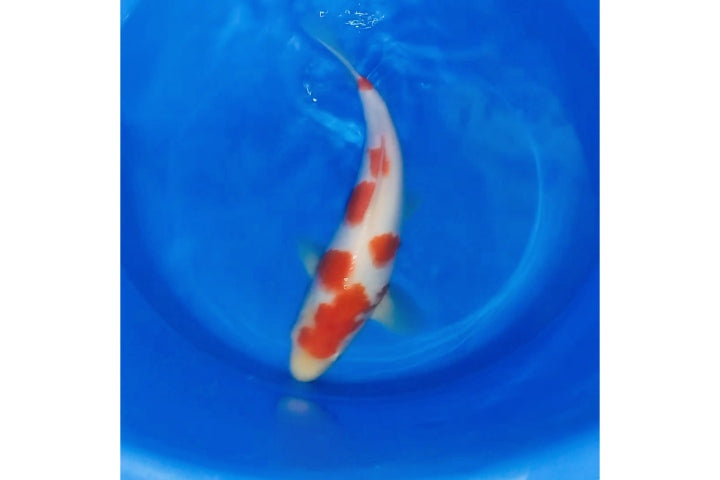 Kohaku