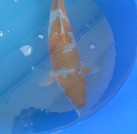 Ochiba nisai 40 45 cm