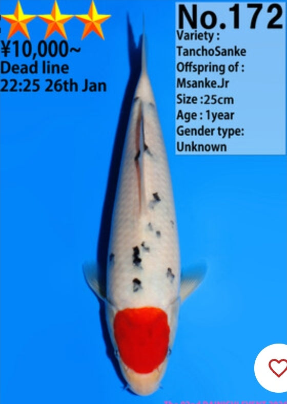 Dainichi tancho sanke